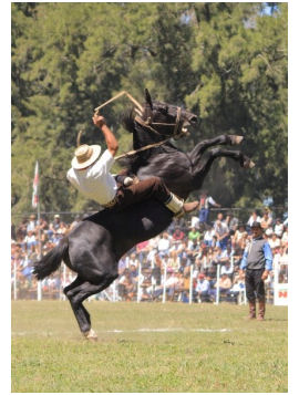 doma gaucho