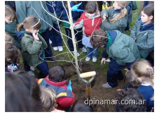 plantan de arbol por la paz