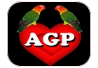 agapornis