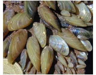 moluscos