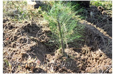 forestacion y ecologia