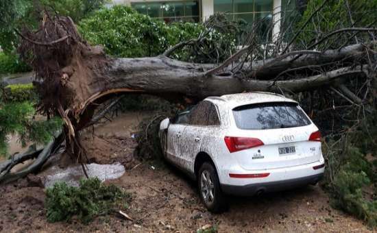 arbol caido